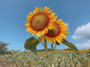 １ヶ月が過ぎました